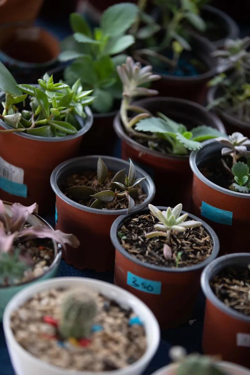 Productos de jardinería en el bazar de Ciudad del Saber